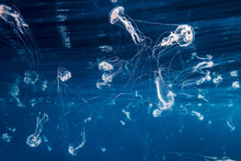 Jellyfish Swimming In Pacific Ocean
