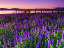 Scenic View Of Lupine Field By Lake During Sunset