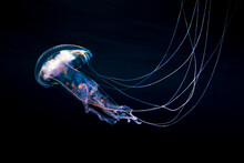 View Of Jellyfish In Ocean