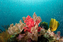 View Of Coral And School Of Fish In Sea