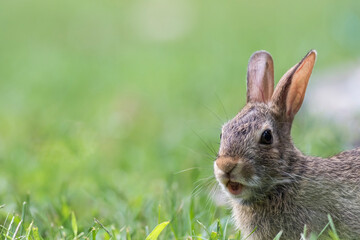 Sticker - Eastern Cottontail Rabbit, Sylvilagus floridanus, closeup in the grass soft light copy space