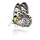Fototapeta Motyle - Beautiful rice paper butterfly on white background