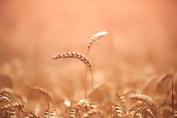 Two ears of wheat, selective focus. Natural yellow background.