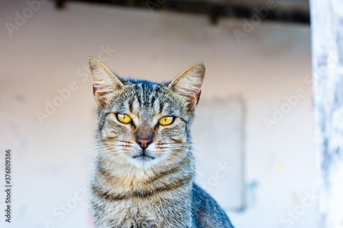 Fotografía Gato de rua simpatico e esperto