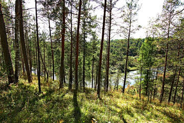 forest in autumn