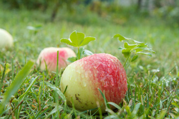 Red apples on green grass in the orchard