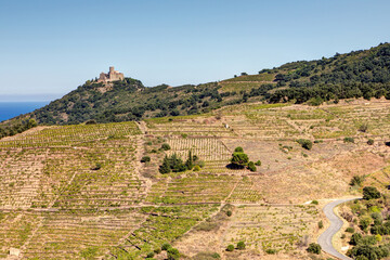 Wall Mural - Vue sur le fort Saint-Elme et les vignes de Collioure - Pyrénées Orientales