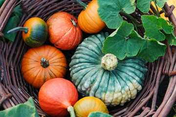 Wall Mural - different pumpkins in a large wicker, outdoors.