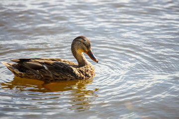 Poster - wild duck swimming in the lake close-up