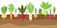 Planted Vegetables. Cartoon Root Growing Vegetables, Veggies Fibrous Root System, Soil Vegetable Root Structure Vector Illustration Set. Fresh Organic Healthy Food Growing, Farming