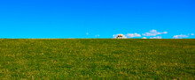 Sheep Grazing On The Edge Of The Grass Dyke In Front Of A Blue Sky On Sylt, Germany, Abstract