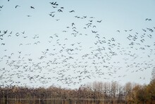 Large Flock Of Migratory Birds Over A Field In Estonia