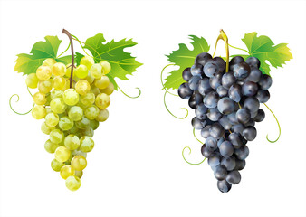 Wall Mural - Ripe white and dark grapes isolated. Vector illustration. 