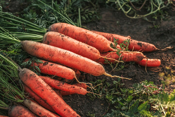 A bunch of carrots with tops on the ground. Harvesting carrots.