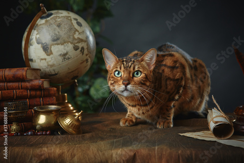 Fotomural Bengal cat, vintage items, books and manuscripts on the table on a dark background