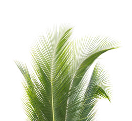 Wall Mural - palm tree isolated on white background