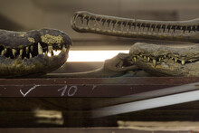 Detail Of Snouts And Teeth Of Predatory Reptiles Crocodilians In Shelves Of A Zoological Collection