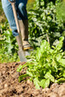 © Marie Young - A man digging in a vegetable garden in spring time with some lettuces in the foreground. Portrait format.