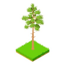 Pinus Rigida Vector Pinus Rigida The Pitch Pine Free Stock Photo - Public Domain Pictures