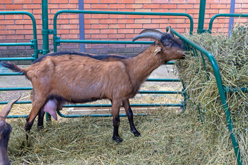 One Brown Goat