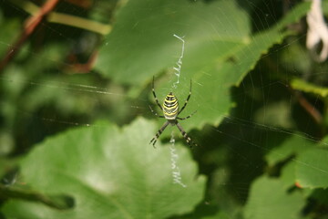 spider