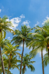 Poster - Coconut trees over blue sky