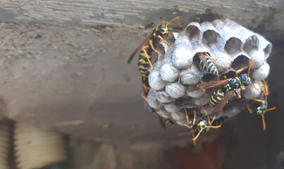 Wall Mural - wasp sitting on wasp nest close up. Animal colony, macro