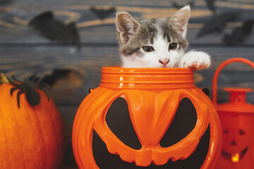 Happy Halloween! Jack o lantern candy bucket with cute kitten inside on background of pumpkin with bats. Kitten posing at holiday decorations, celebrating halloween at home