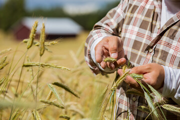 An agronomist checking the quality of grain standing in the middle of a rye field