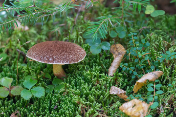 Tiny mushrooms in the forest