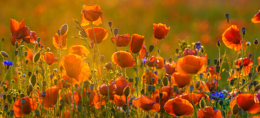 Wall Mural - poppy meadow in the light of the setting sun