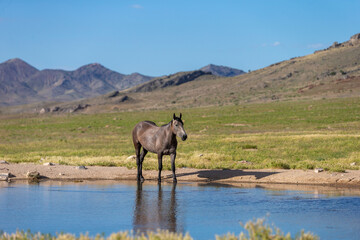 wild horses in utah great desert basin