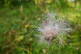 Fototapeta Dmuchawce - Summer flower with light fluffy