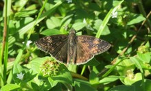 Brown Butterfly On The Grass