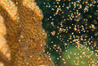 A very selective focus shot of star coral spawning. This event occurs once a year and is how coral from the reef reproduce