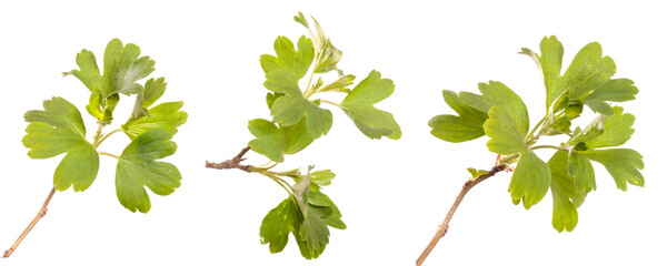 currant bush branch with green leaves. isolated on white background. set, collection