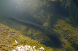 Fototapeta  - Pickerel in a pond in shallow water