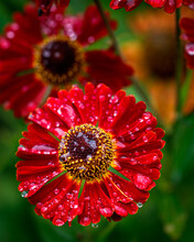 Close Up Helenium Flowers With Rain Drops On Their Petals