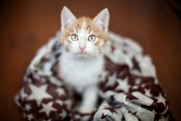 Wall Mural - Kitten on a broun floor