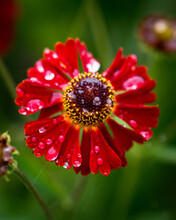 Close Up Helenium Flowers With Rain Drops On Their Petals