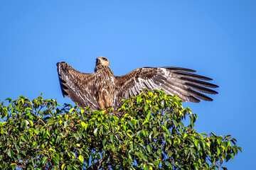 black kite bird spreading large wings & sitting on top of tree.