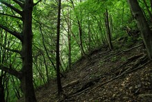 Bosque Montano De Los Cárpatos En El Valle Del Río Arges. Árboles Entre La Bruma En Un Lluvioso Día De Verano. Transilvania, Rumanía.