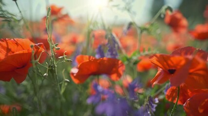 Aufkleber - Camera moves through the poppy field. Red poppies and other wildflowers in sunset light. Summer nature concept