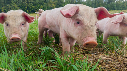 Newborn piglets in the meadow. Organic piggies on the organic rural  farm. Squeakers graze grass and plow the ground. Pigs in the pasture.