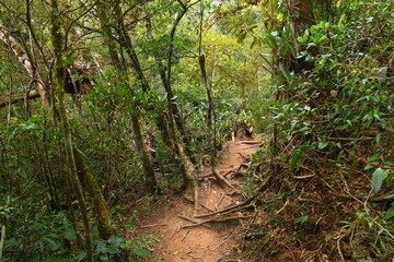 Wall Mural - Brazil rainforest trail