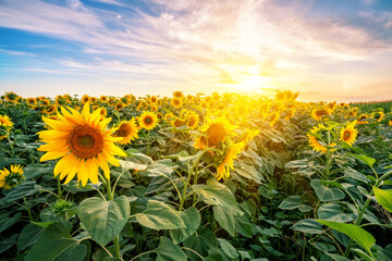 Wall Mural - sunflower field at sunset under bright sun
