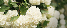 Globular Large Clusters Of White Flowers On Tall Bushes With Green Leaves. The Flowering Tree.