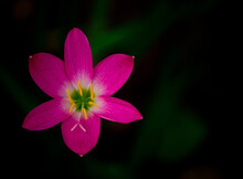 Pink And White Flower On Black Background