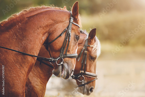 Photographie Two beautiful sorrel horses with a light braided mane stand side by side, illuminated in the warm sunlight