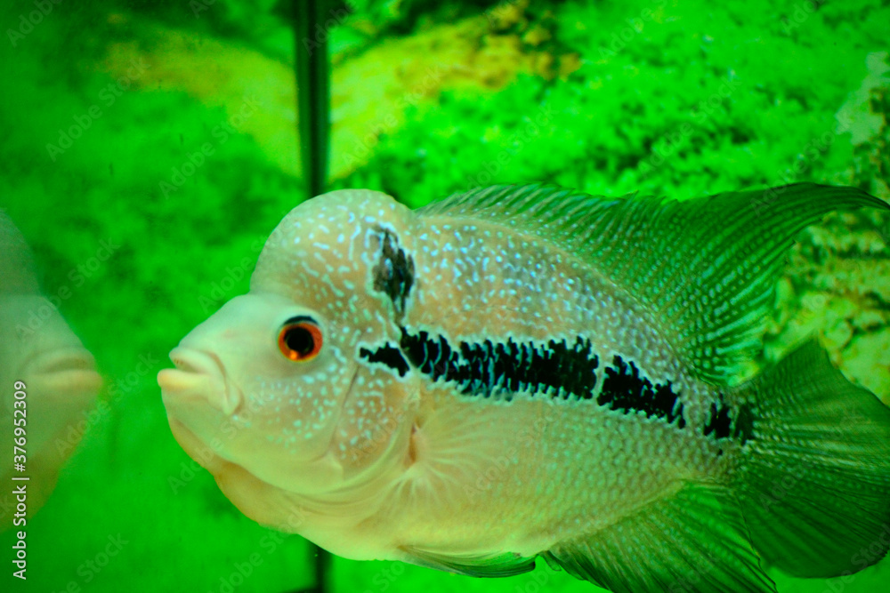 Flowerhorn is one of the most well-known ornamental fish kept in ...
